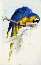 Ara ararauna